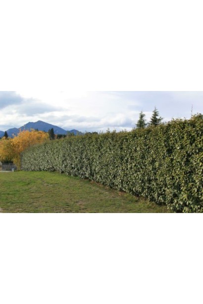 Елеагнус Еббінге в дорослому віці 